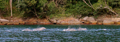 Surpresas no mamanguá